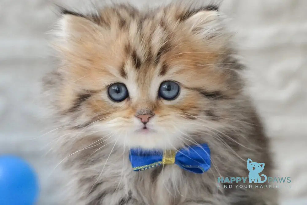 Davis Munchkin male black golden tabby - live animals