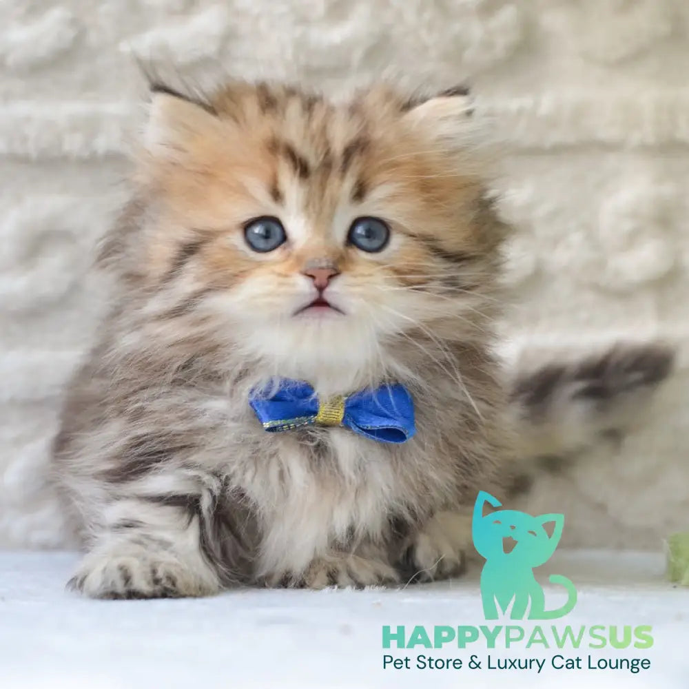 Davis Munchkin male black golden tabby - live animals
