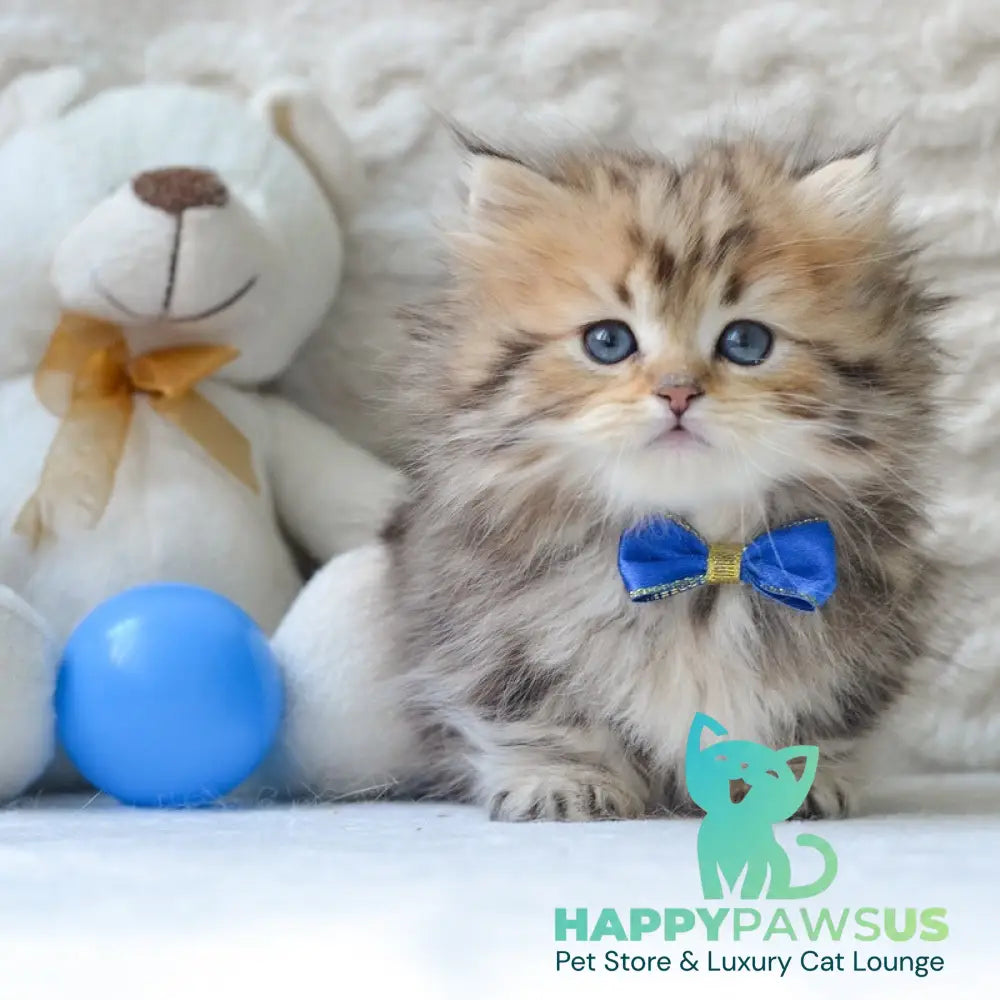 Davis Munchkin male black golden tabby - live animals