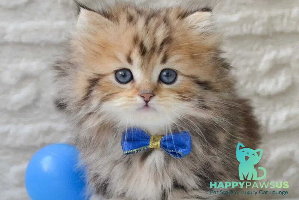 Davis Munchkin male black golden tabby - live animals