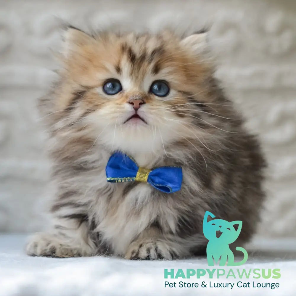 Davis Munchkin male black golden tabby - live animals