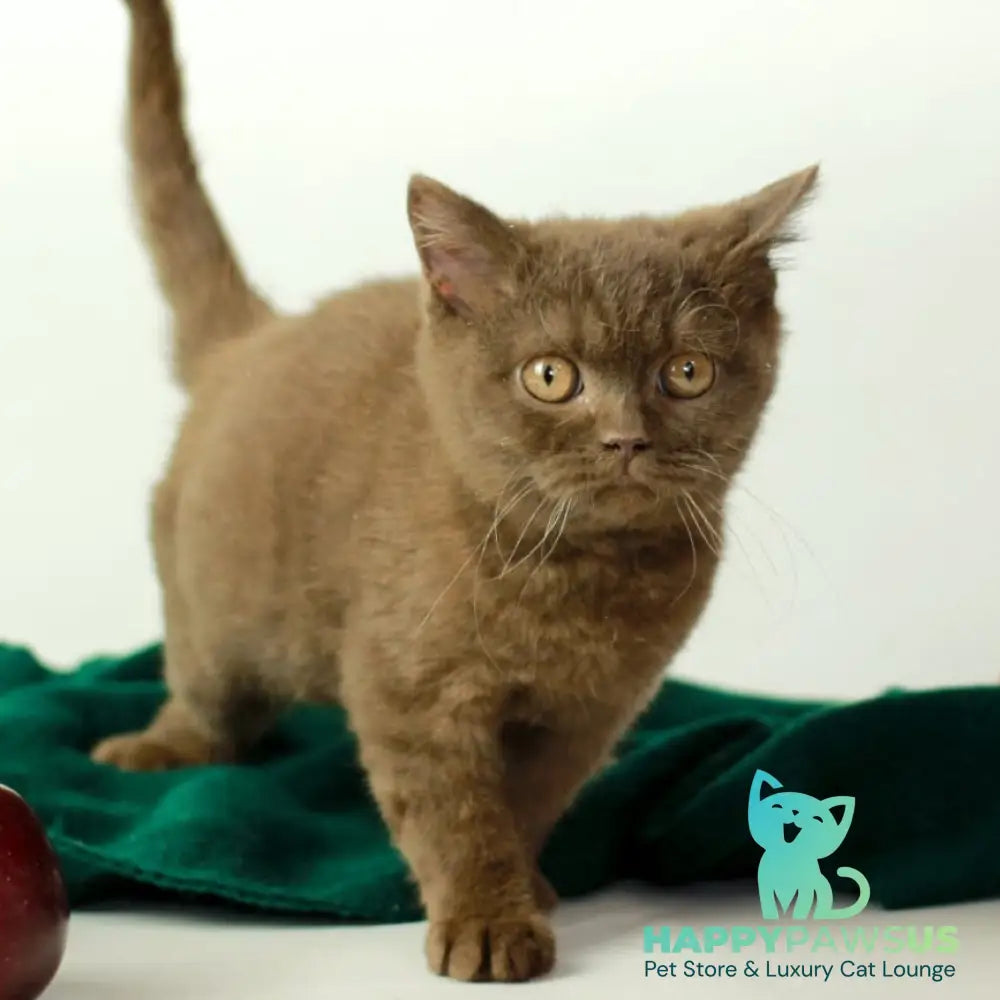 Dayana British Shorthair female chocolate - live animals