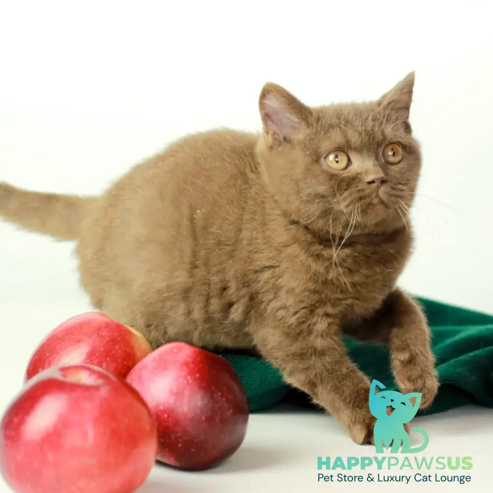 Dayana British Shorthair female chocolate - live animals