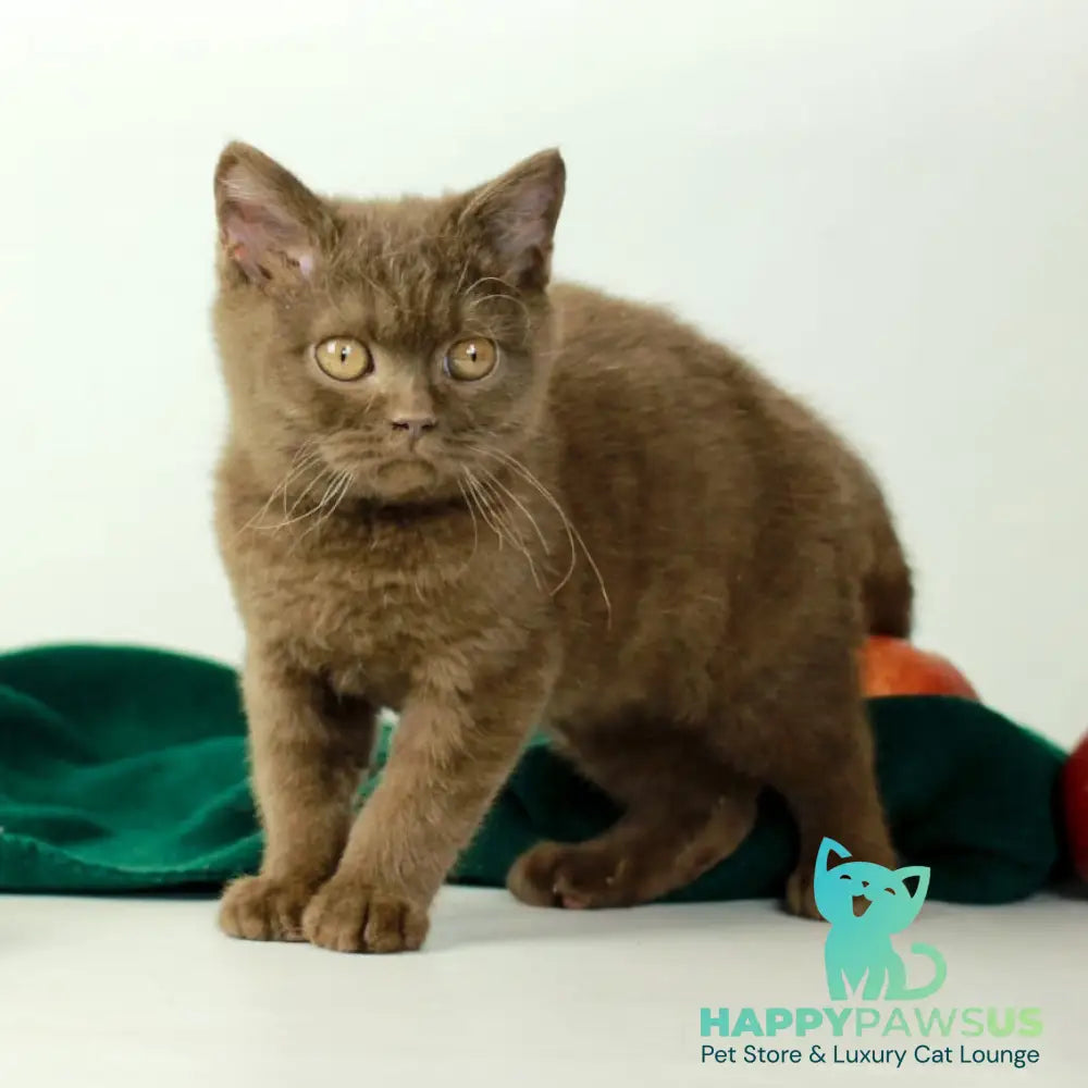 Dayana British Shorthair female chocolate - live animals