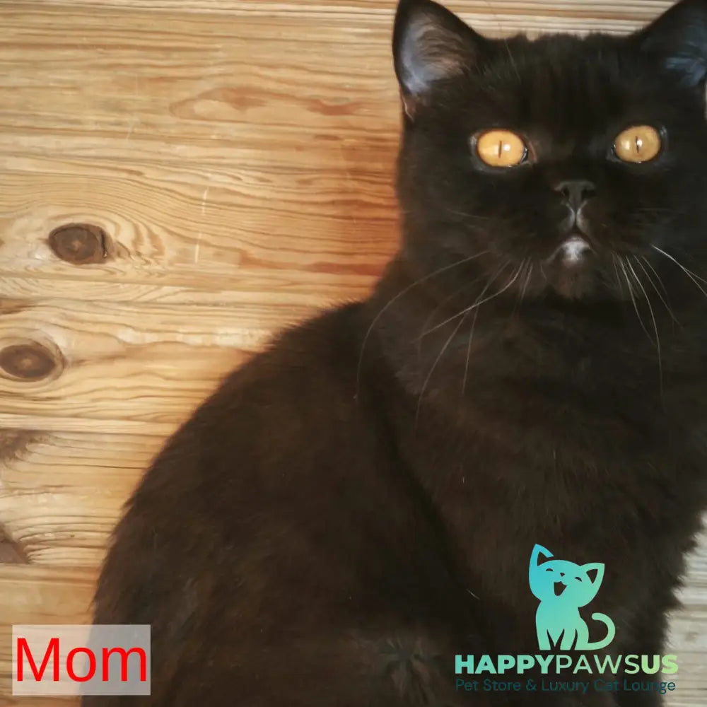 Dayana British Shorthair female chocolate - live animals