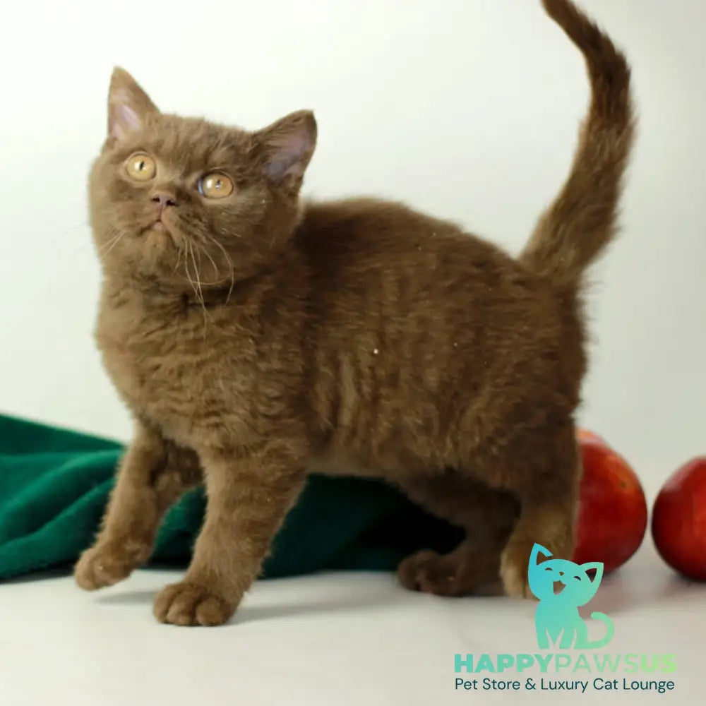 Dayana British Shorthair female chocolate - live animals