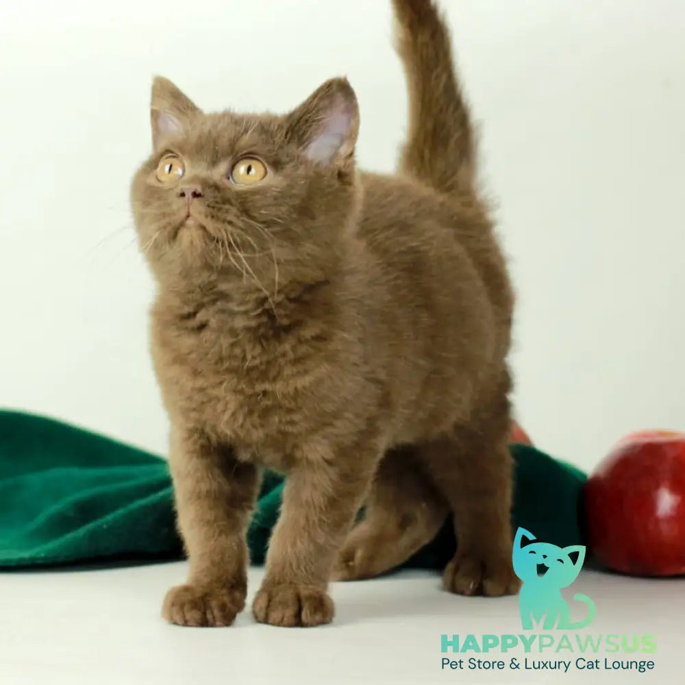Dayana British Shorthair female chocolate - live animals