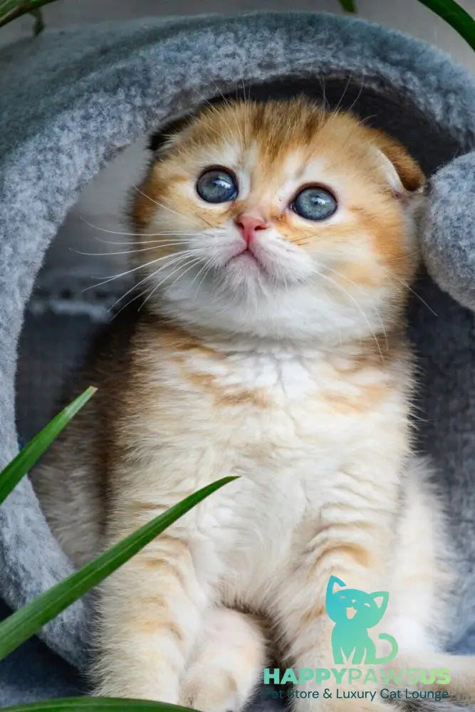 Dayana Scottish Fold female black golden ticked tabby - live animals