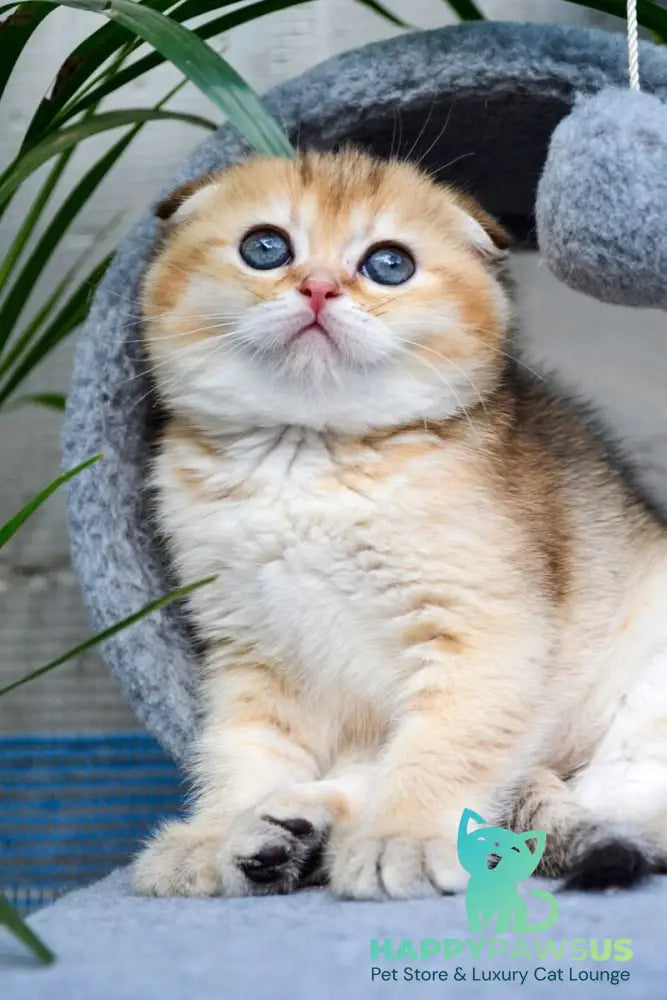Dayana Scottish Fold female black golden ticked tabby - live animals