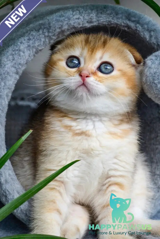 Dayana Scottish Fold female black golden ticked tabby - live animals