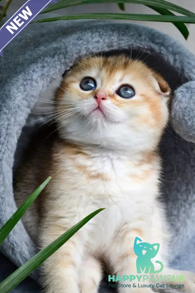 Dayana Scottish Fold female black golden ticked tabby - live animals