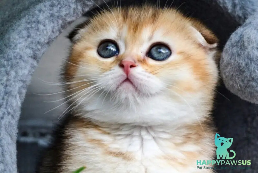 Dayana Scottish Fold female black golden ticked tabby - live animals