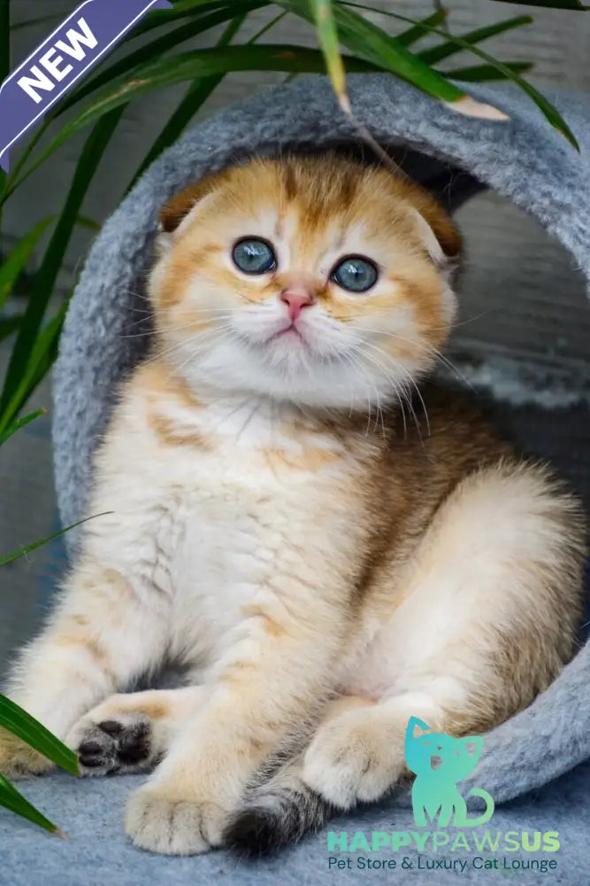 Dayana Scottish Fold female black golden ticked tabby - live animals