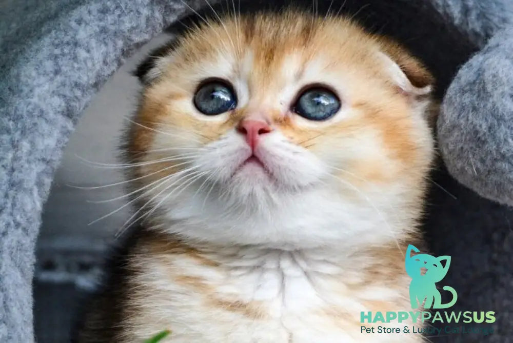 Dayana Scottish Fold female black golden ticked tabby - live animals