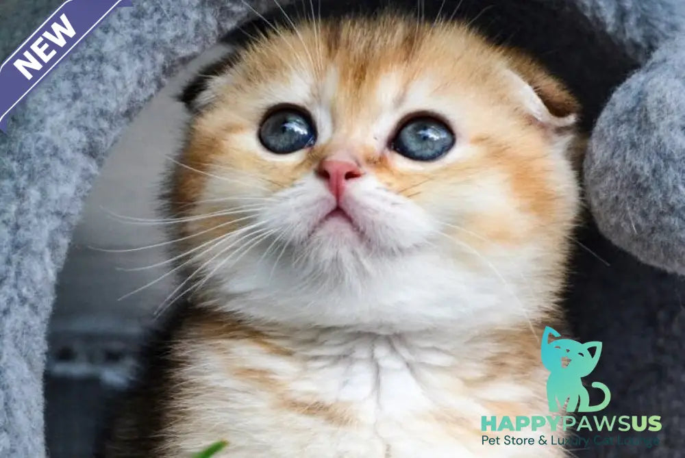 Dayana Scottish Fold female black golden ticked tabby - live animals