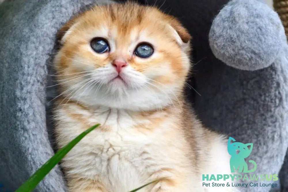 Dayana Scottish Fold female black golden ticked tabby - live animals