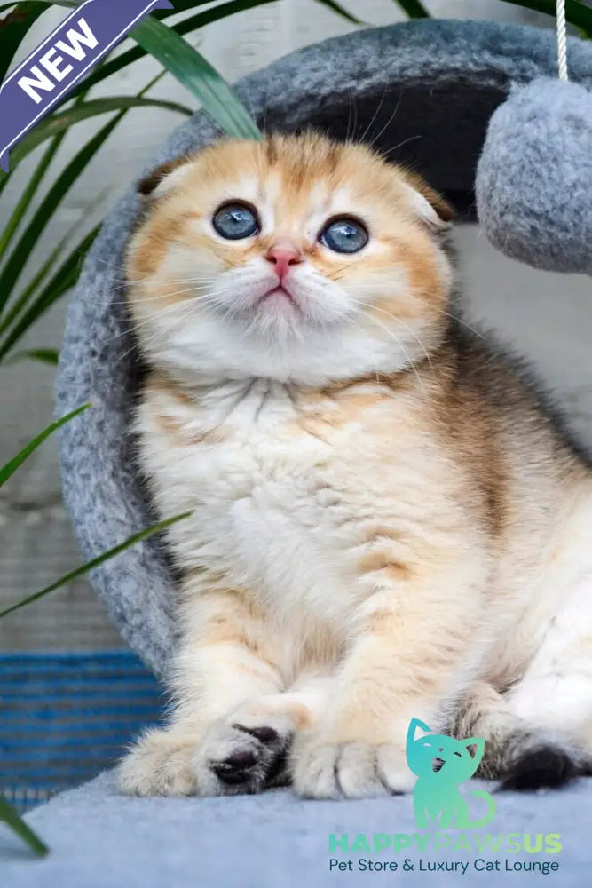 Dayana Scottish Fold female black golden ticked tabby - live animals