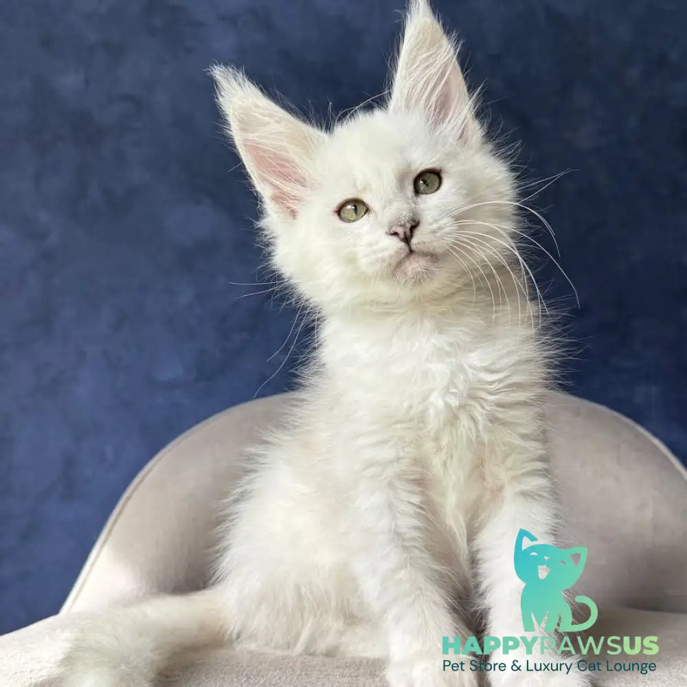 Daylin Maine Coon female black silver shaded - live animals