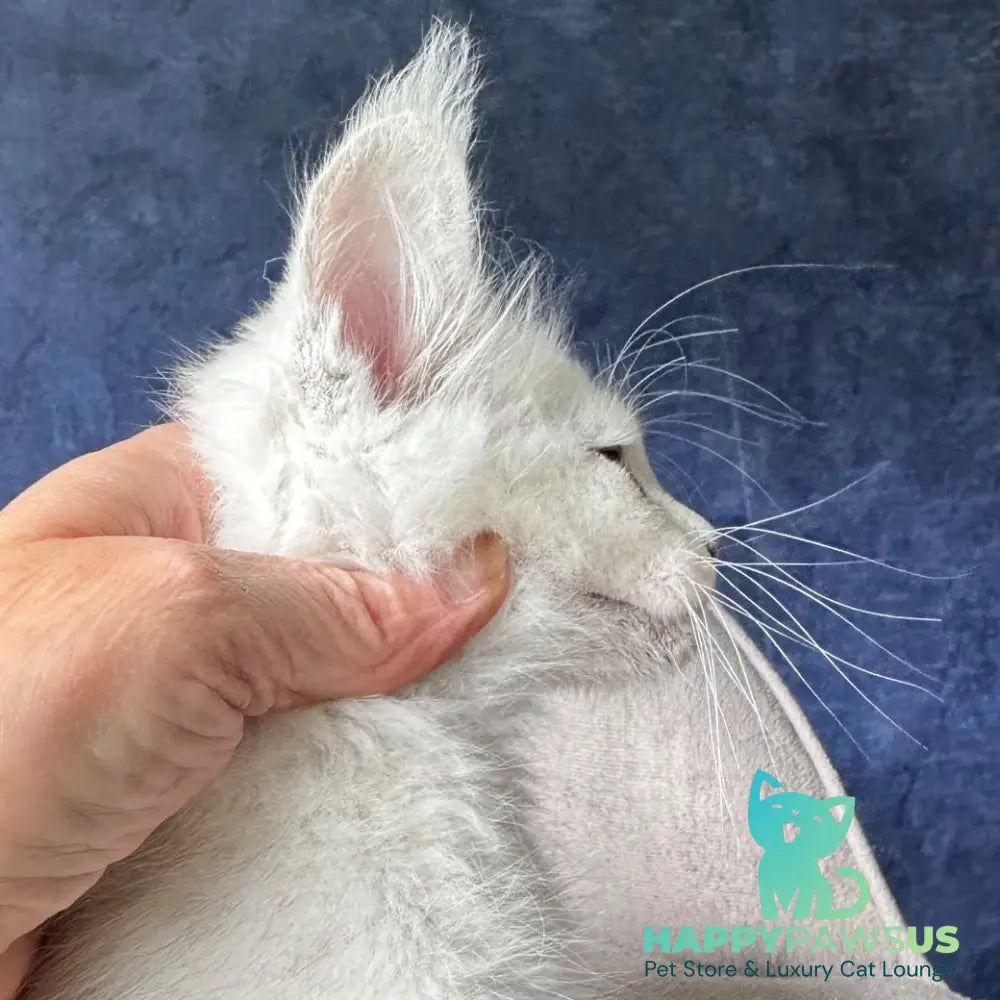 Daylin Maine Coon female black silver shaded - live animals
