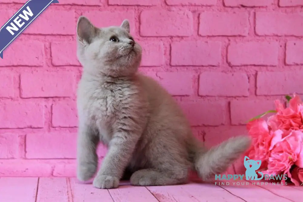 Daymond British Shorthair male fawn