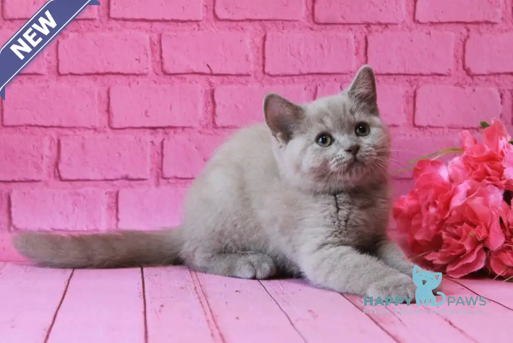Daymond British Shorthair male fawn