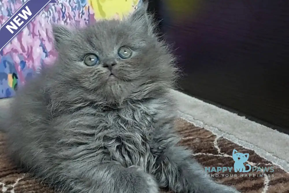 Dayna Scottish Straight female blue live animals