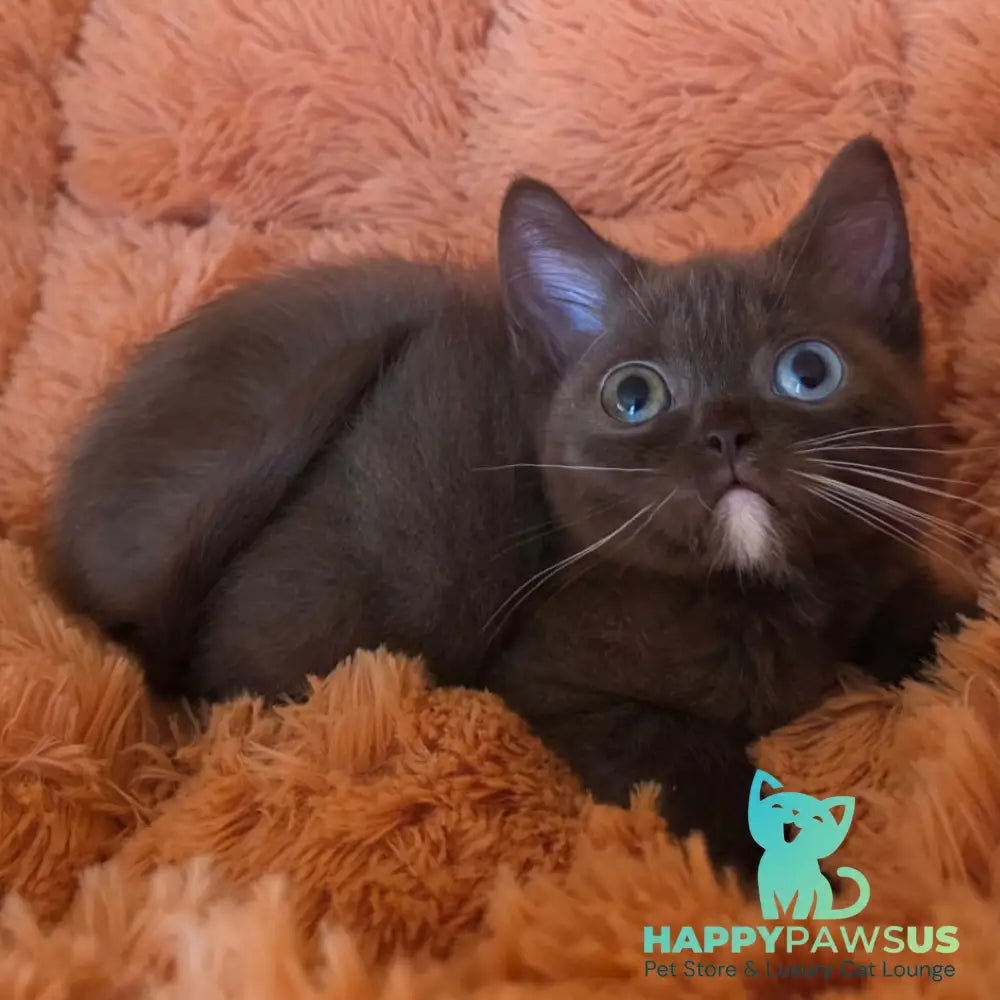 Dayzy British Shorthair male chocolate with white - live animals
