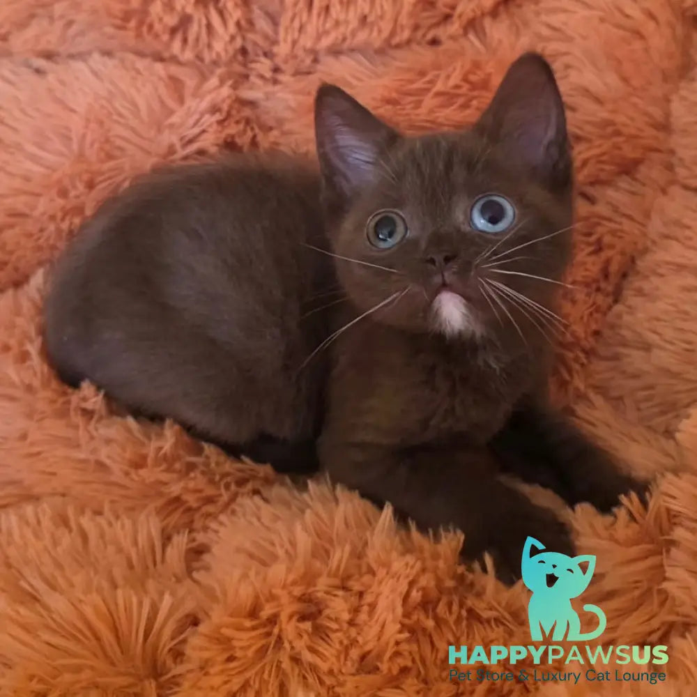 Dayzy British Shorthair male chocolate with white - live animals