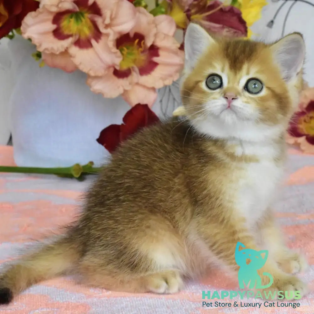 Dean British Shorthair male black golden ticked tabby - live animals