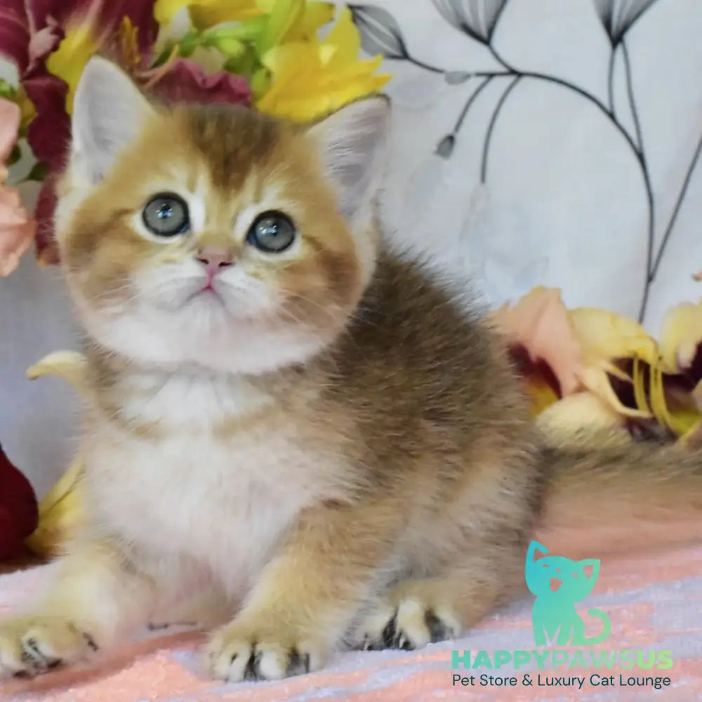 Dean British Shorthair male black golden ticked tabby - live animals