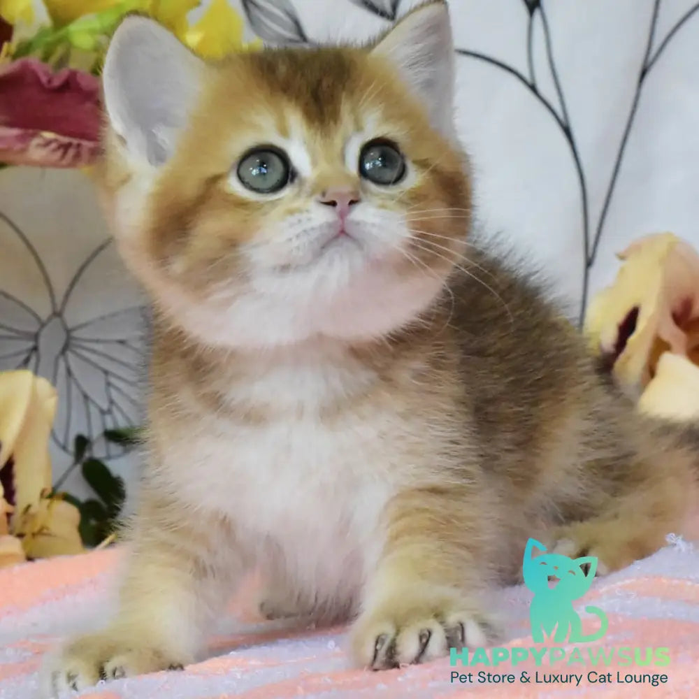 Dean British Shorthair male black golden ticked tabby - live animals