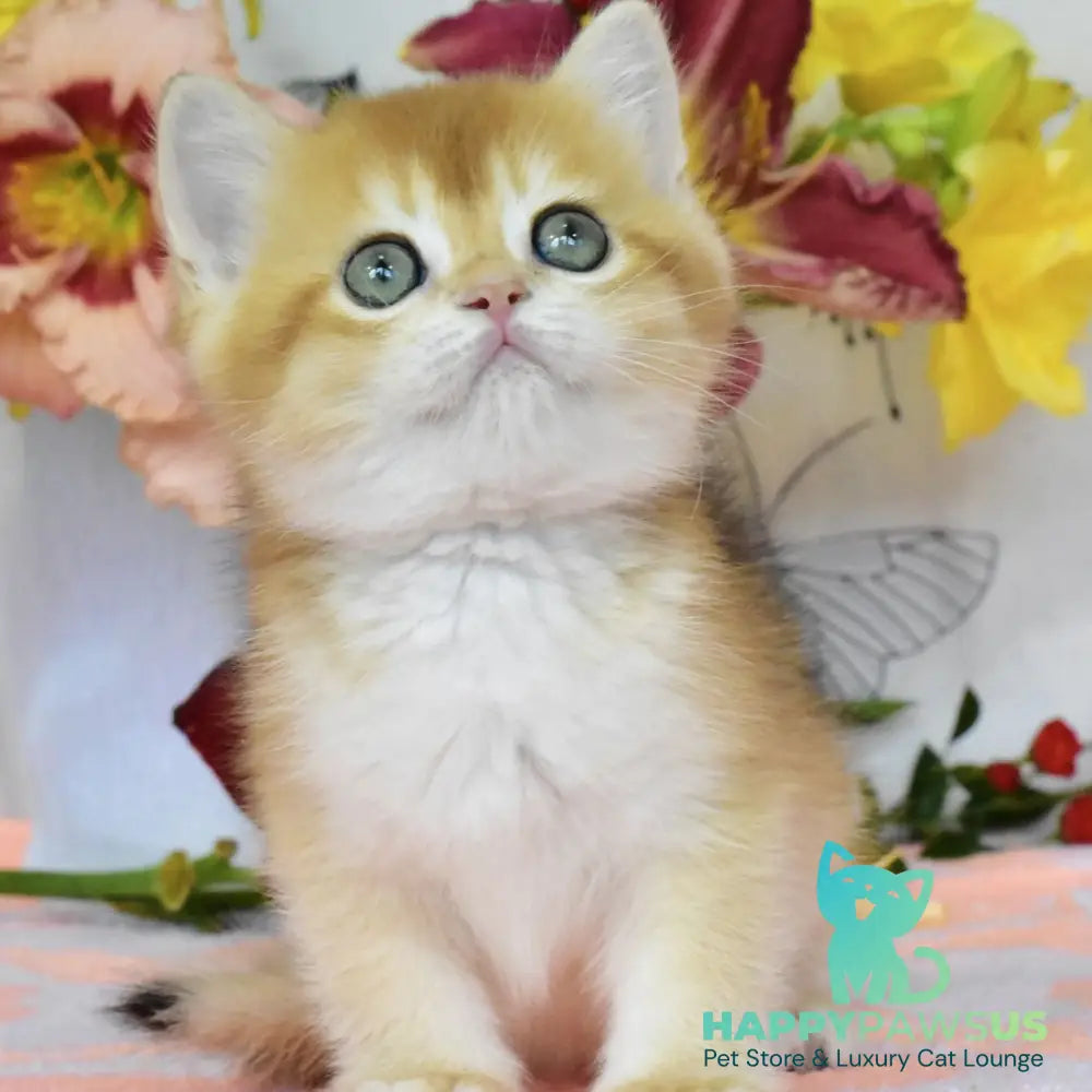 Deana British Shorthair female black golden chinchilla - live animals