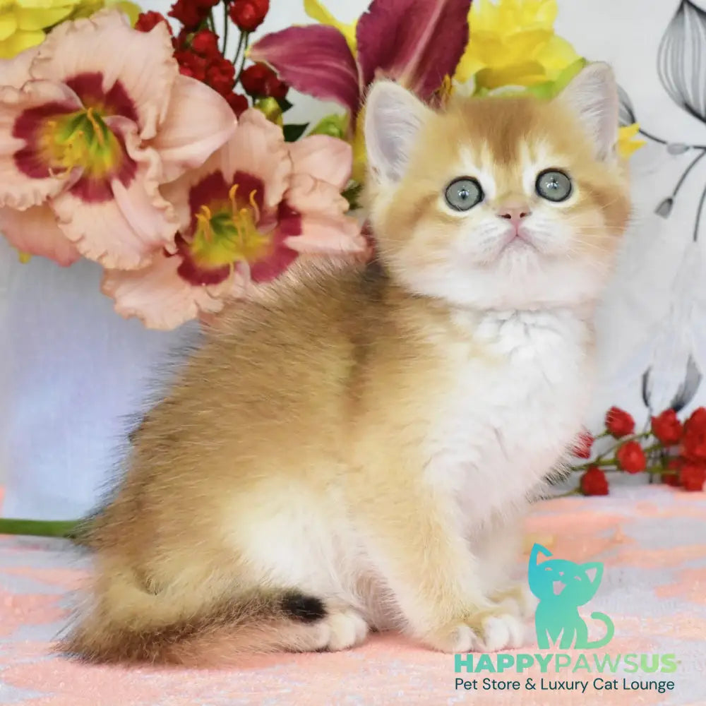 Deana British Shorthair female black golden chinchilla - live animals
