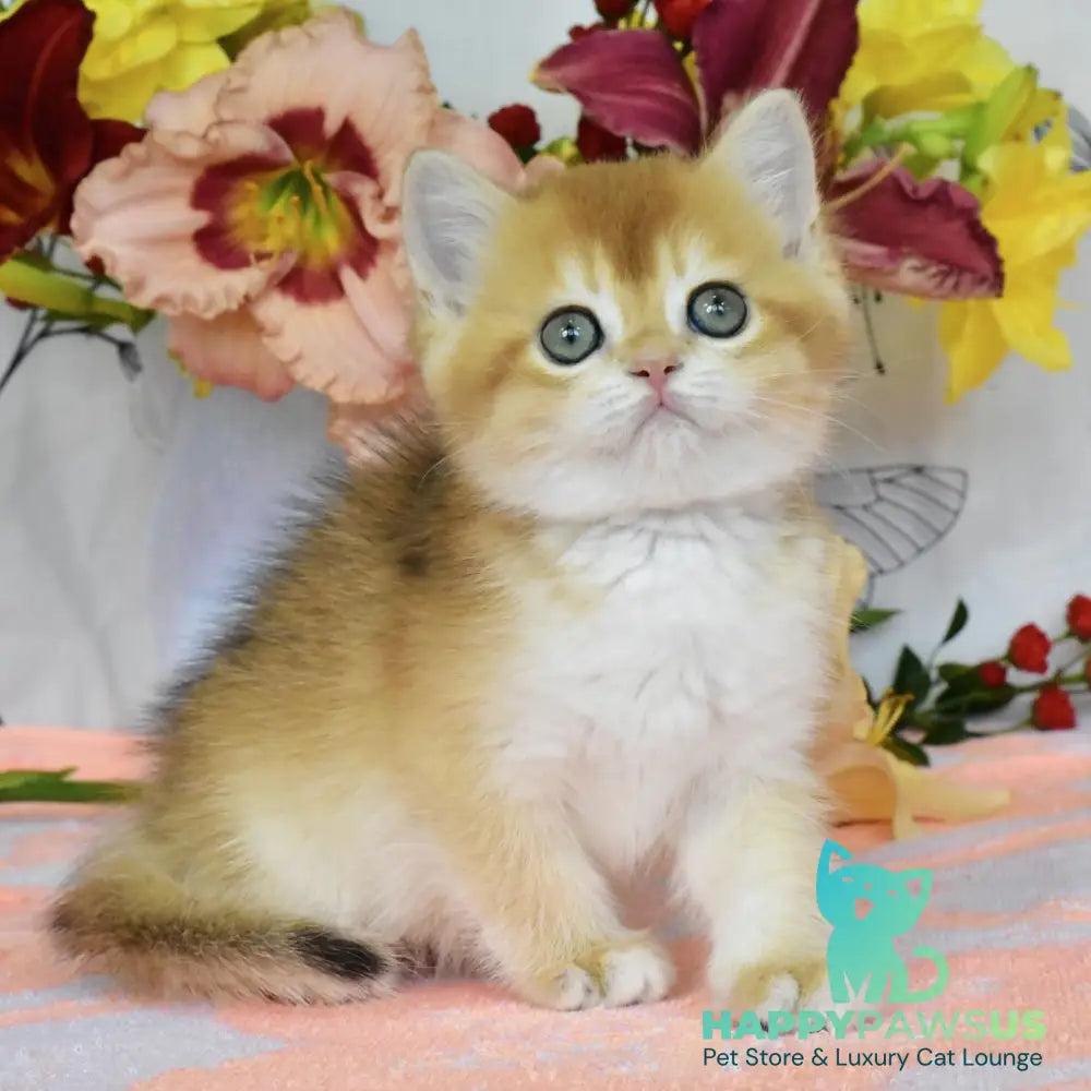 Deana British Shorthair female black golden chinchilla - live animals