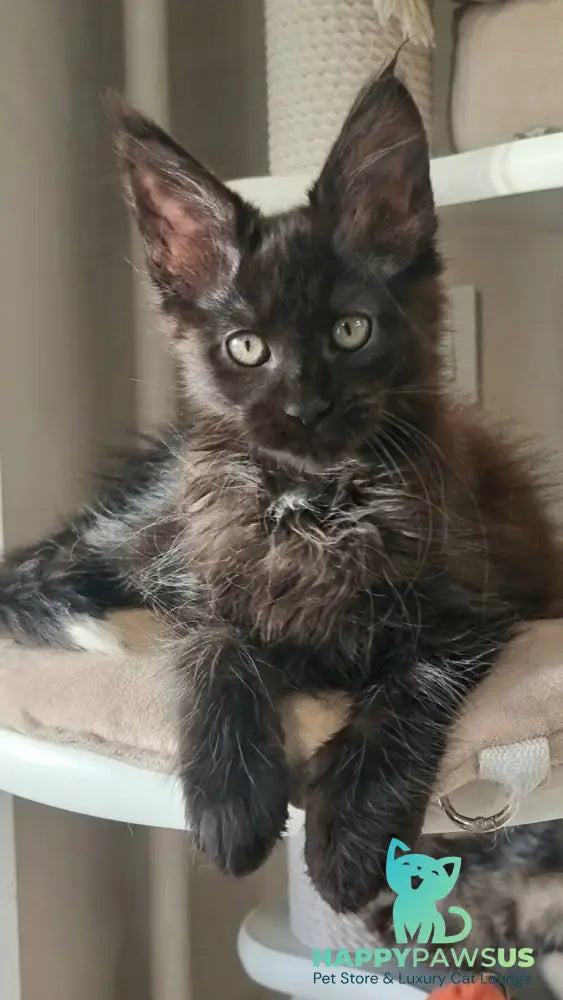 Debora Maine Coon female black with white - live animals