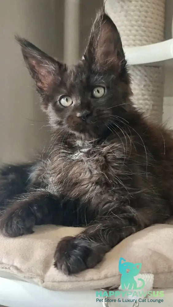 Debora Maine Coon female black with white - live animals