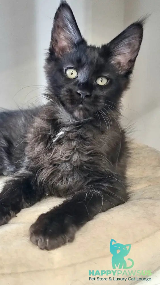 Debora Maine Coon female black with white - live animals