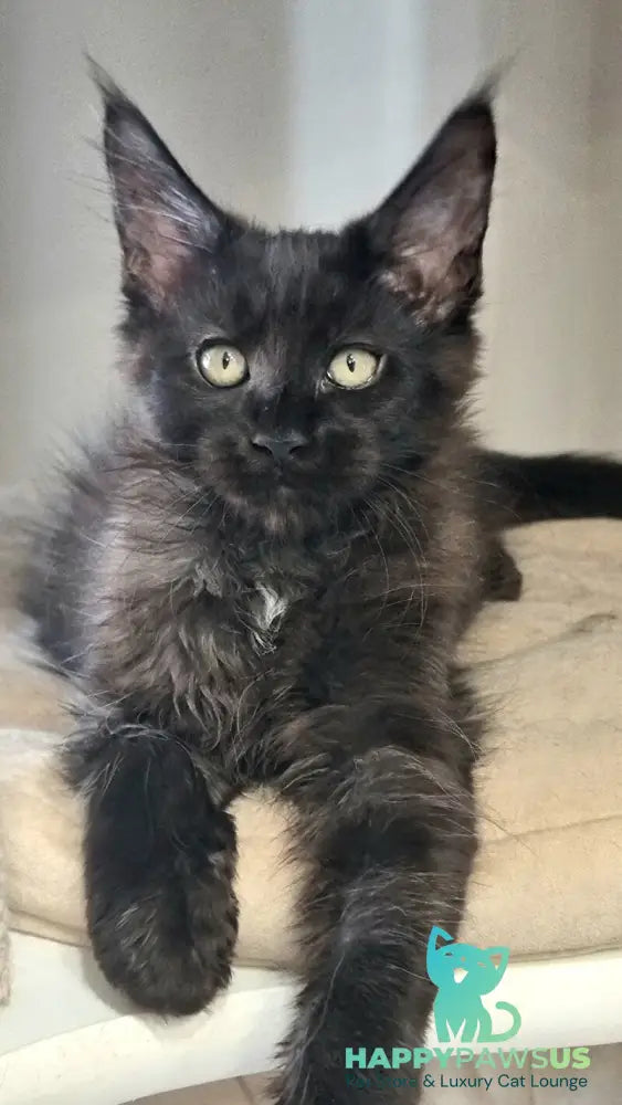 Debora Maine Coon female black with white - live animals
