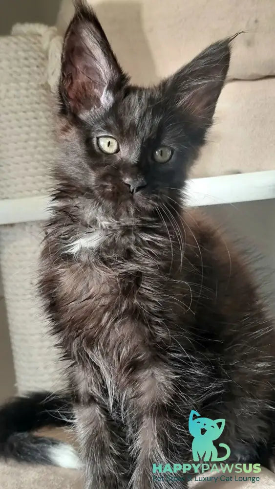 Debora Maine Coon female black with white - live animals