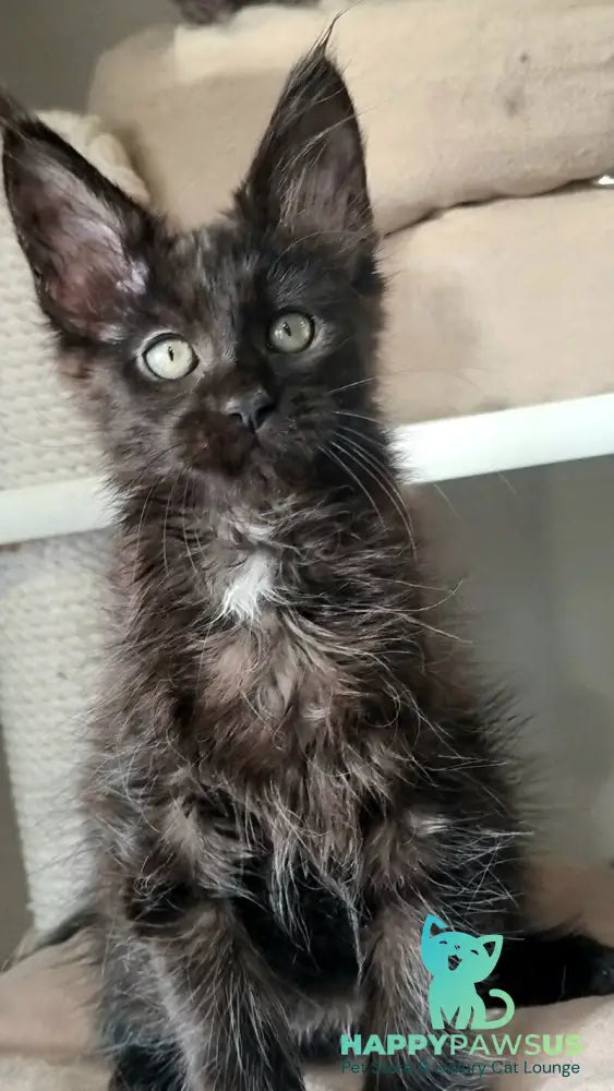 Debora Maine Coon female black with white - live animals