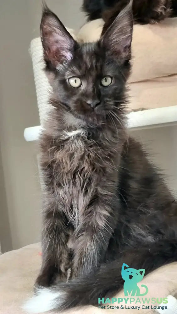 Debora Maine Coon female black with white - live animals