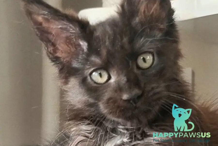 Debora Maine Coon female black with white - live animals