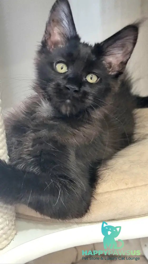 Debora Maine Coon female black with white - live animals