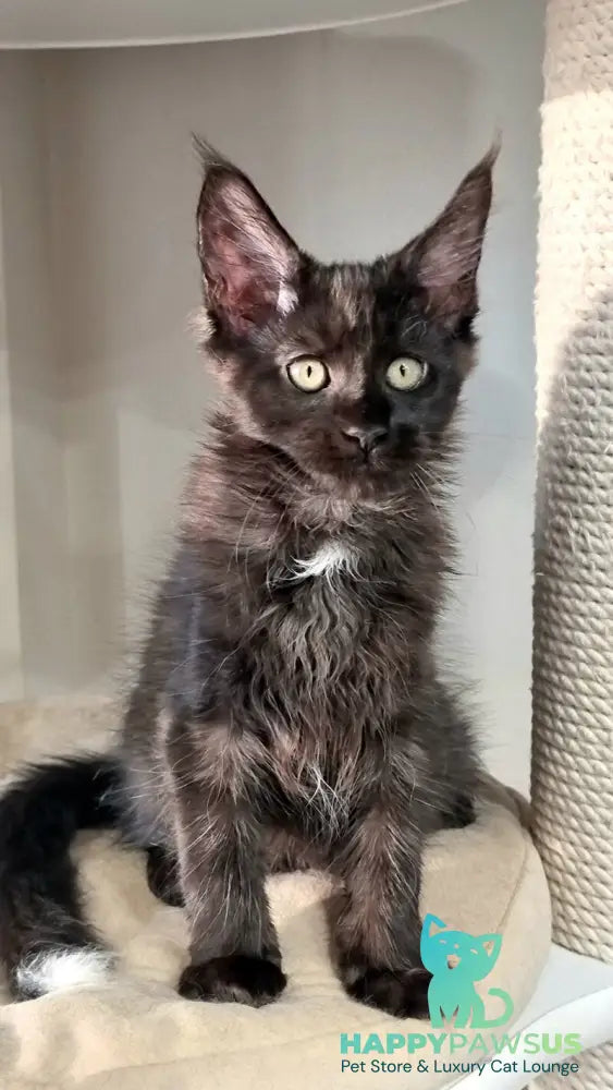 Debora Maine Coon female black with white - live animals