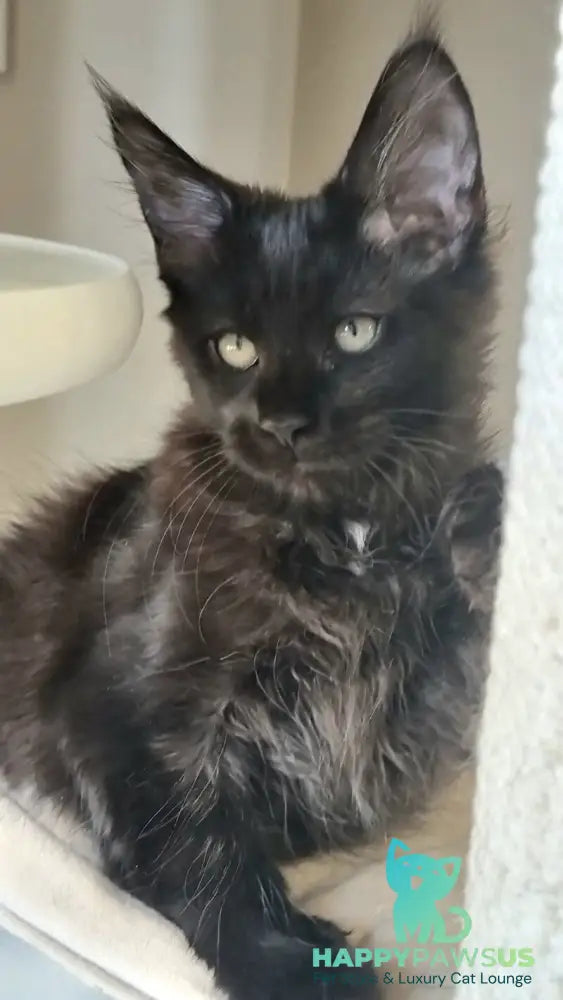 Debora Maine Coon female black with white - live animals