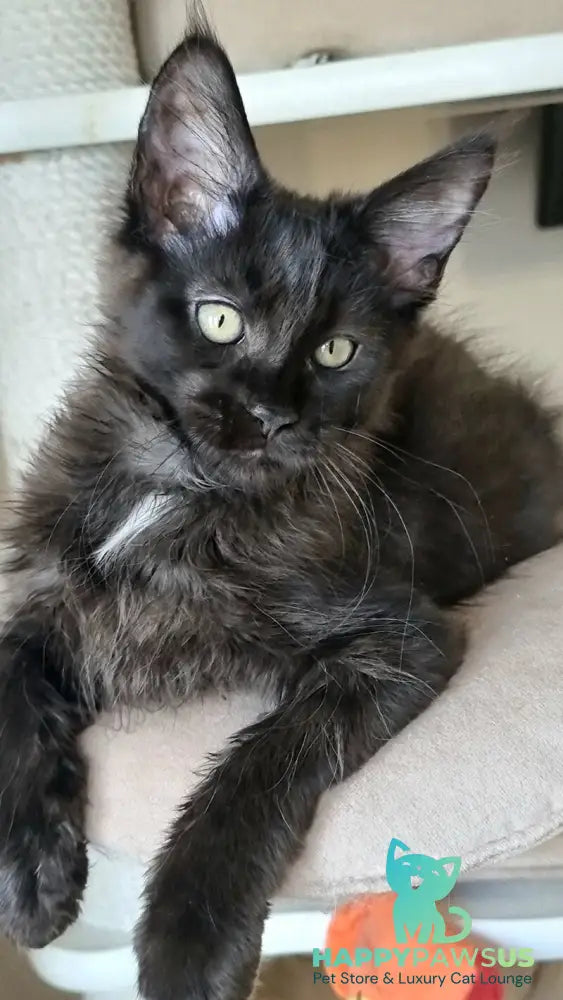 Debora Maine Coon female black with white - live animals