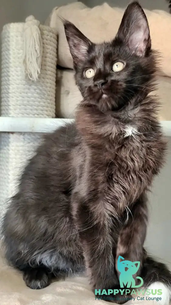 Debora Maine Coon female black with white - live animals