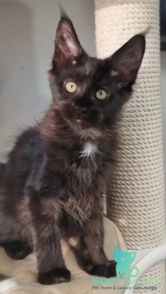 Debora Maine Coon female black with white - live animals
