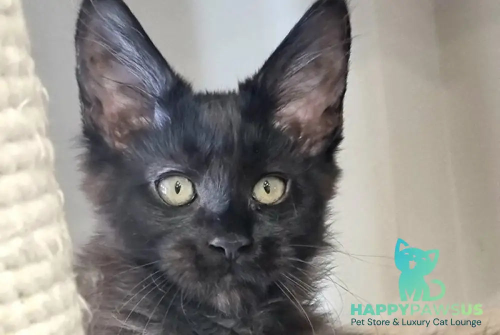 Debora Maine Coon female black with white - live animals