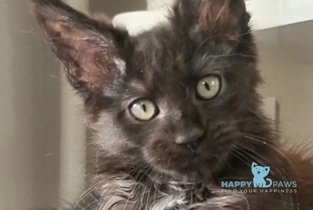 Debora Maine Coon female black with white - live animals